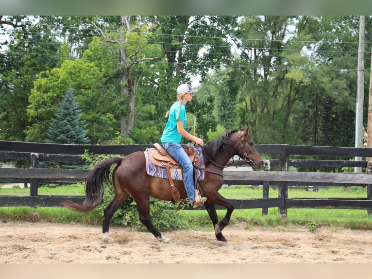 American Quarter Horse Castrone 7 Anni 145 cm Baio ciliegia in Howell MI