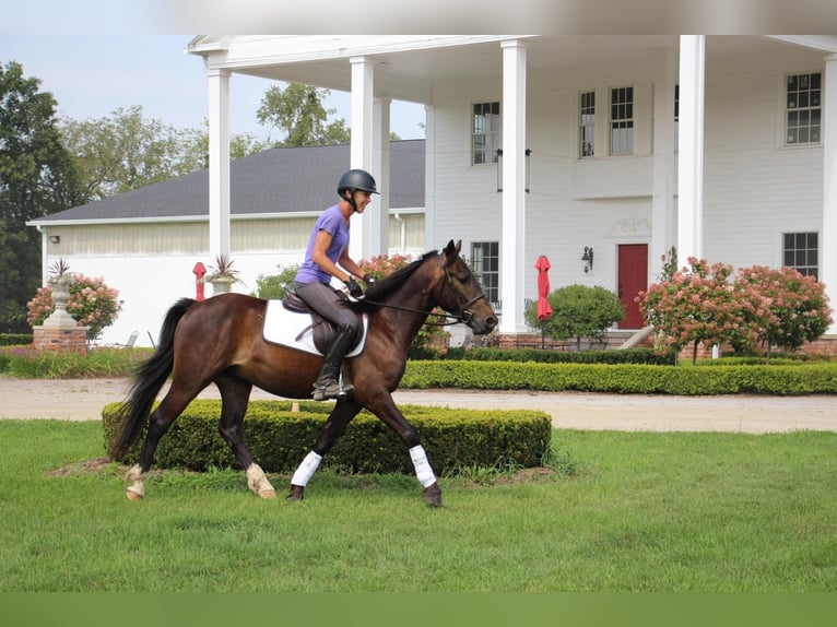 American Quarter Horse Castrone 7 Anni 145 cm Baio ciliegia in Howell MI