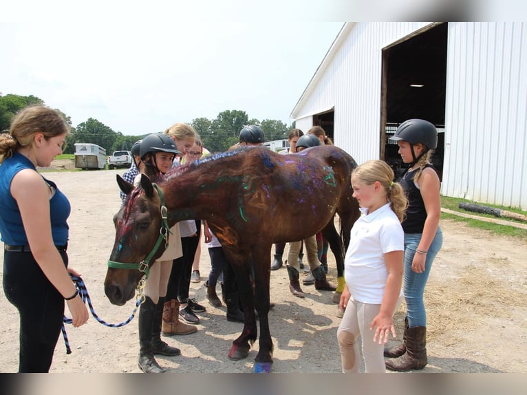 American Quarter Horse Castrone 7 Anni 145 cm Baio ciliegia in Howell MI