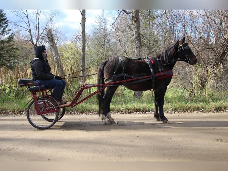 American Quarter Horse Castrone 7 Anni 145 cm Baio ciliegia in Howell MI