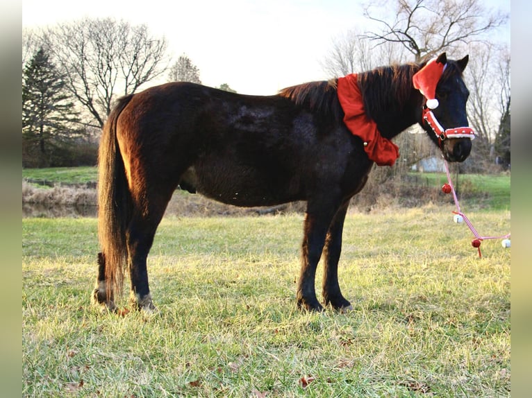 American Quarter Horse Castrone 7 Anni 145 cm Baio ciliegia in Howell MI