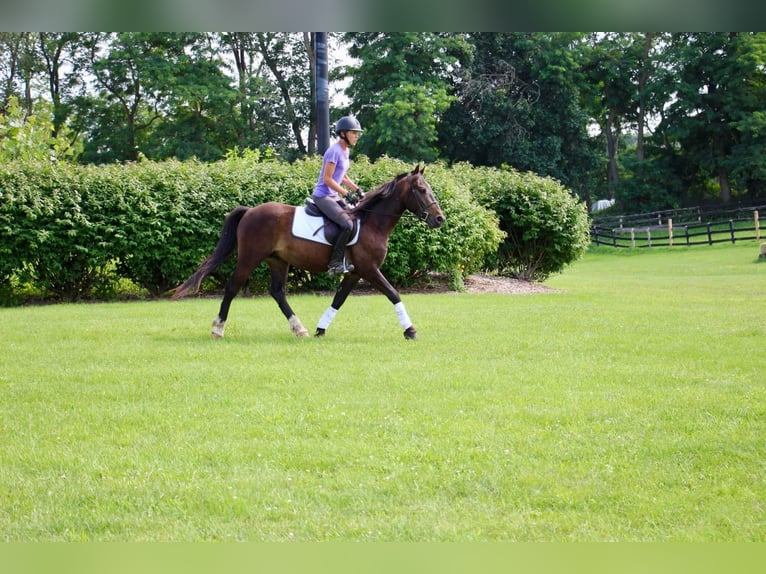 American Quarter Horse Castrone 7 Anni 145 cm Baio ciliegia in Howell MI