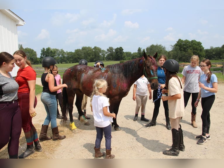 American Quarter Horse Castrone 7 Anni 145 cm Baio ciliegia in Howell MI