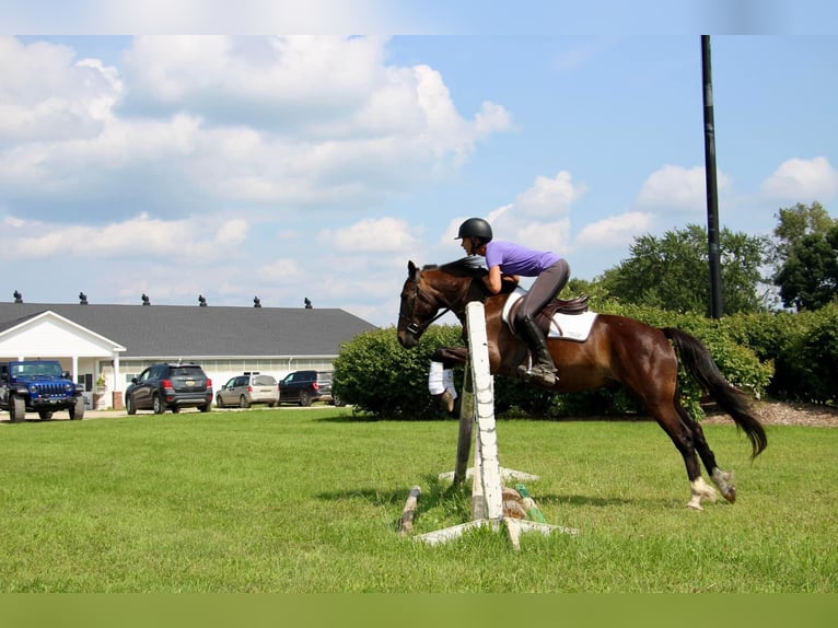 American Quarter Horse Castrone 7 Anni 145 cm Baio ciliegia in Howell MI