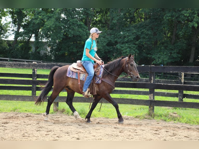 American Quarter Horse Castrone 7 Anni 145 cm Baio ciliegia in Howell MI