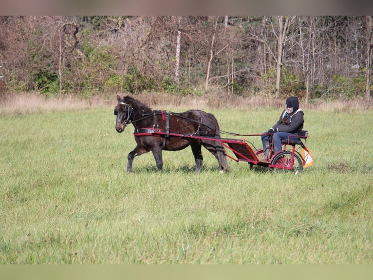 American Quarter Horse Castrone 7 Anni 145 cm Baio ciliegia in Howell MI