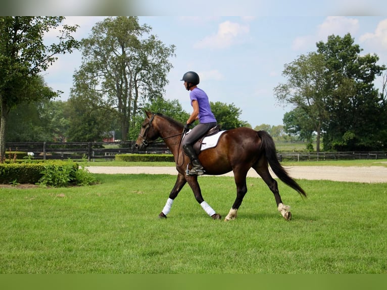 American Quarter Horse Castrone 7 Anni 145 cm Baio ciliegia in Howell MI