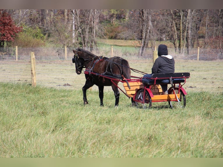 American Quarter Horse Castrone 7 Anni 145 cm Baio ciliegia in Howell MI