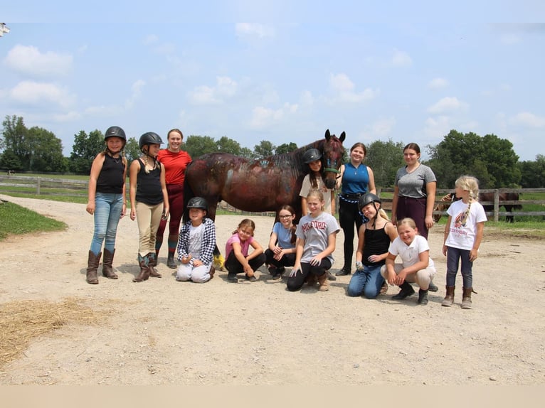 American Quarter Horse Castrone 7 Anni 145 cm Baio ciliegia in Howell MI