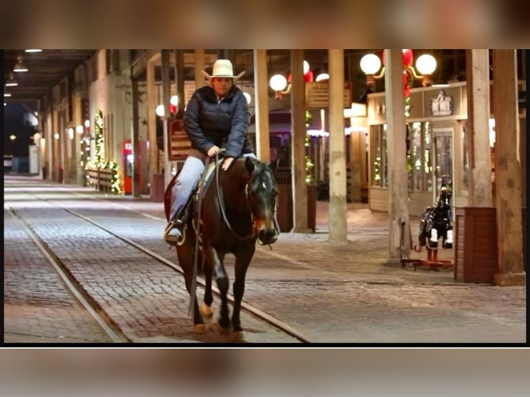 American Quarter Horse Castrone 7 Anni 145 cm Baio ciliegia in Stephenville TX