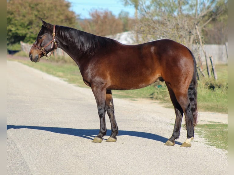 American Quarter Horse Castrone 7 Anni 145 cm Baio ciliegia in Stephenville TX