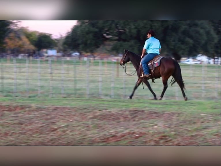 American Quarter Horse Castrone 7 Anni 145 cm Baio ciliegia in Stephenville TX