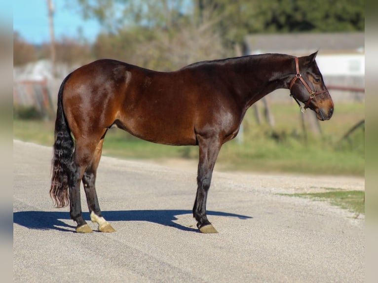 American Quarter Horse Castrone 7 Anni 145 cm Baio ciliegia in Stephenville TX