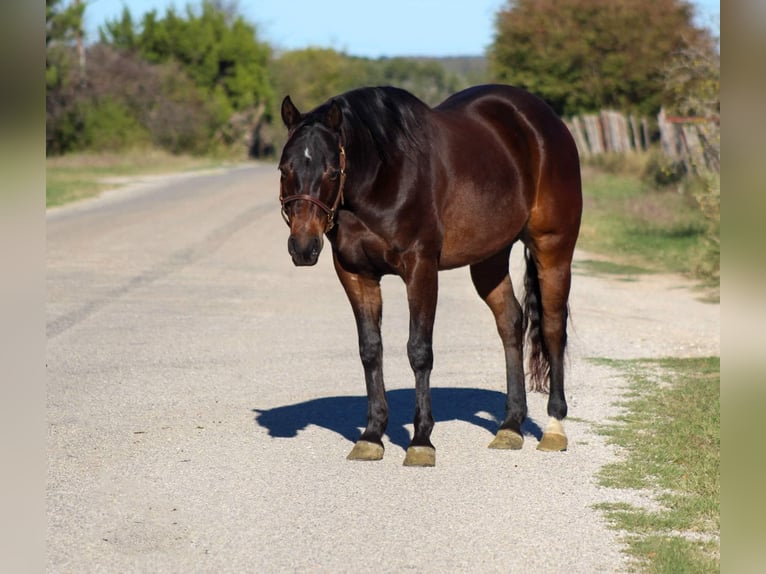 American Quarter Horse Castrone 7 Anni 145 cm Baio ciliegia in Stephenville TX