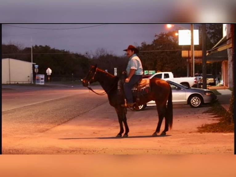 American Quarter Horse Castrone 7 Anni 145 cm Baio ciliegia in Stephenville TX