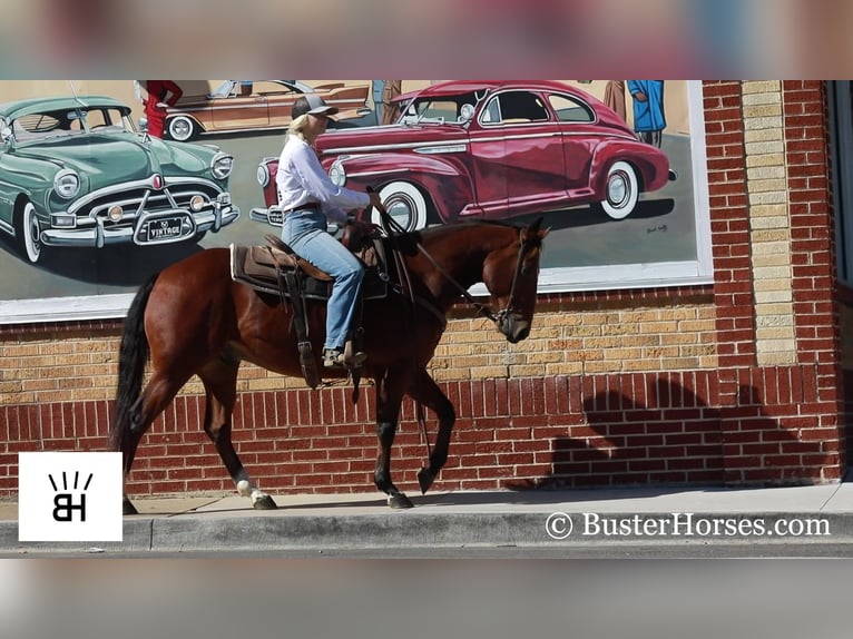 American Quarter Horse Castrone 7 Anni 145 cm Baio ciliegia in Weatherford TX