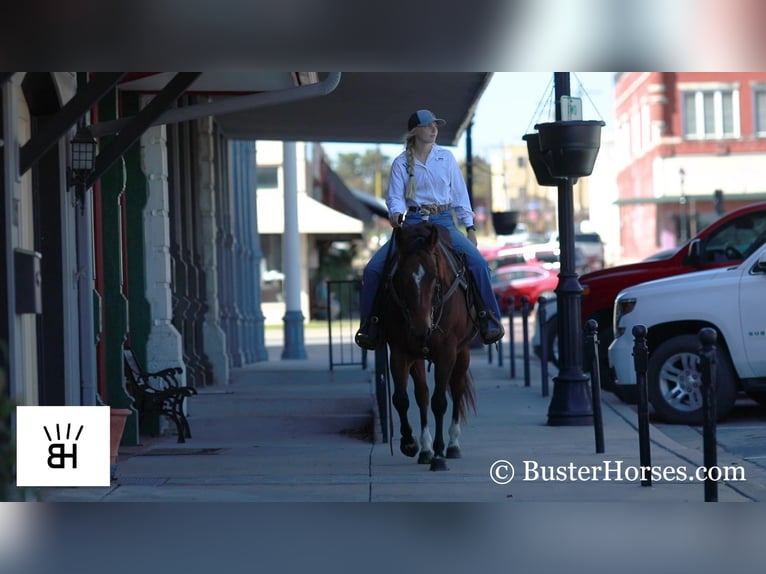 American Quarter Horse Castrone 7 Anni 145 cm Baio ciliegia in Weatherford TX