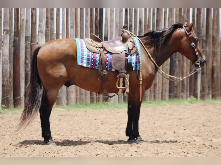 American Quarter Horse Castrone 7 Anni 145 cm Baio ciliegia in Stephenville tx