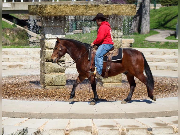 American Quarter Horse Castrone 7 Anni 145 cm Baio ciliegia in Stephenville tx