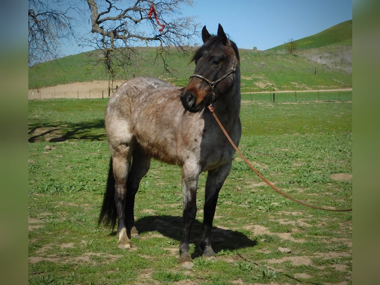 American Quarter Horse Castrone 7 Anni 145 cm Baio roano in Paices, CA