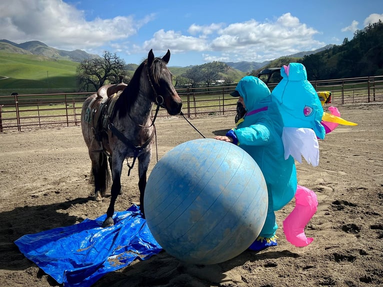 American Quarter Horse Castrone 7 Anni 145 cm Baio roano in Paices, CA