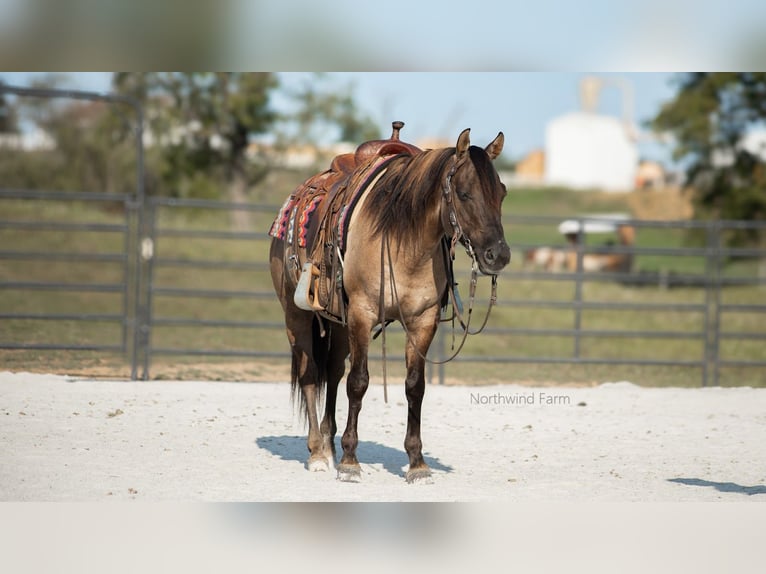 American Quarter Horse Castrone 7 Anni 145 cm Grullo in Millersburg, OH