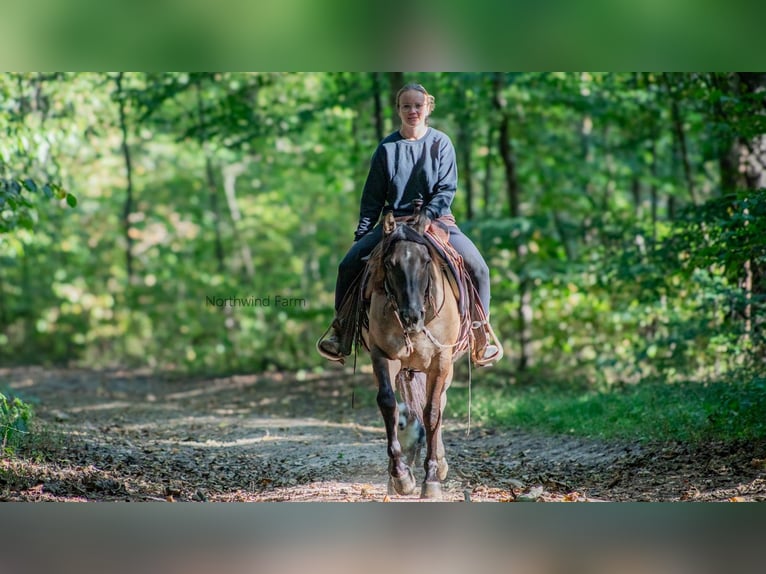 American Quarter Horse Castrone 7 Anni 145 cm Grullo in Millersburg, OH