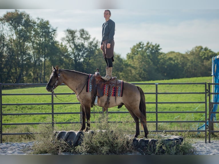 American Quarter Horse Castrone 7 Anni 145 cm Grullo in Millersburg, OH