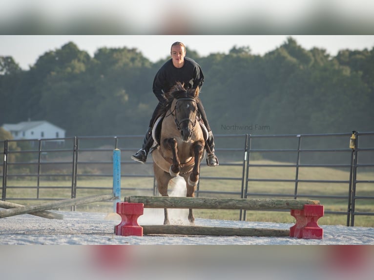 American Quarter Horse Castrone 7 Anni 145 cm Grullo in Millersburg, OH