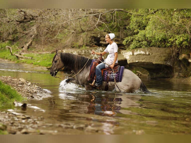 American Quarter Horse Castrone 7 Anni 145 cm Grullo in Millersburg