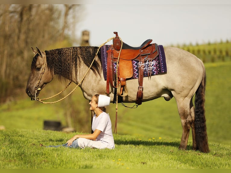American Quarter Horse Castrone 7 Anni 145 cm Grullo in Millersburg