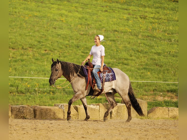 American Quarter Horse Castrone 7 Anni 145 cm Grullo in Millersburg