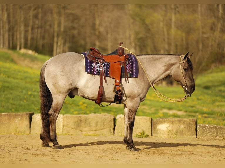 American Quarter Horse Castrone 7 Anni 145 cm Grullo in Millersburg