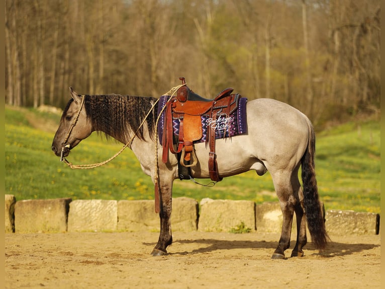 American Quarter Horse Castrone 7 Anni 145 cm Grullo in Millersburg
