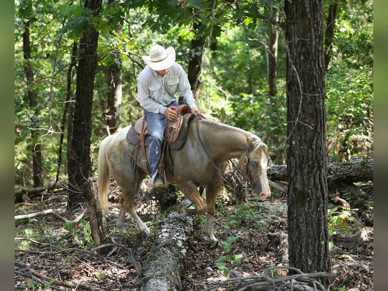 American Quarter Horse Castrone 7 Anni 145 cm Palomino in Cole Camp MO
