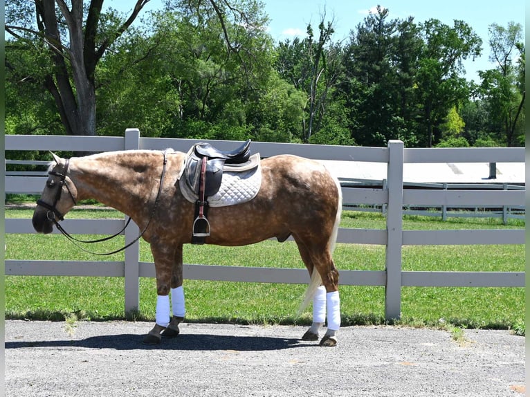 American Quarter Horse Castrone 7 Anni 145 cm Palomino in Sturgis MI