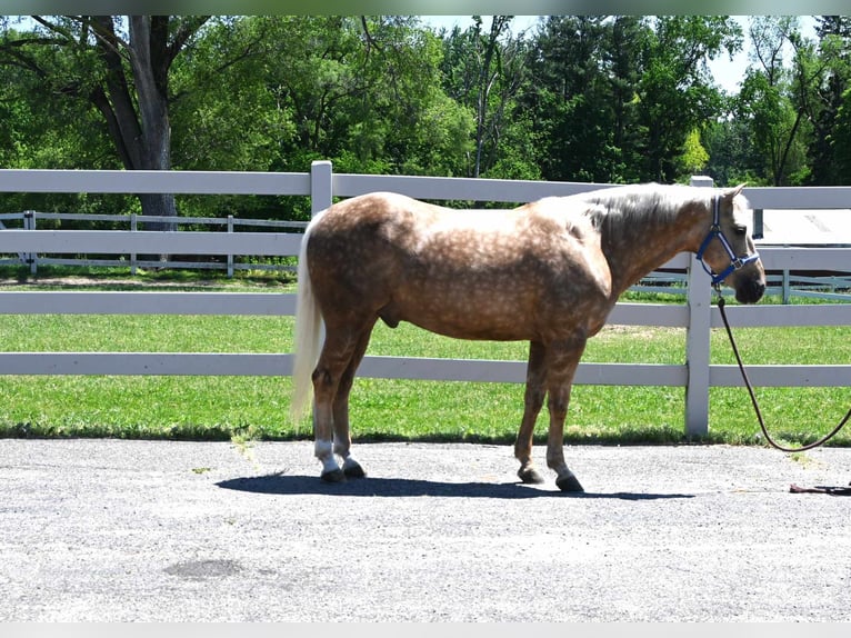 American Quarter Horse Castrone 7 Anni 145 cm Palomino in Sturgis MI