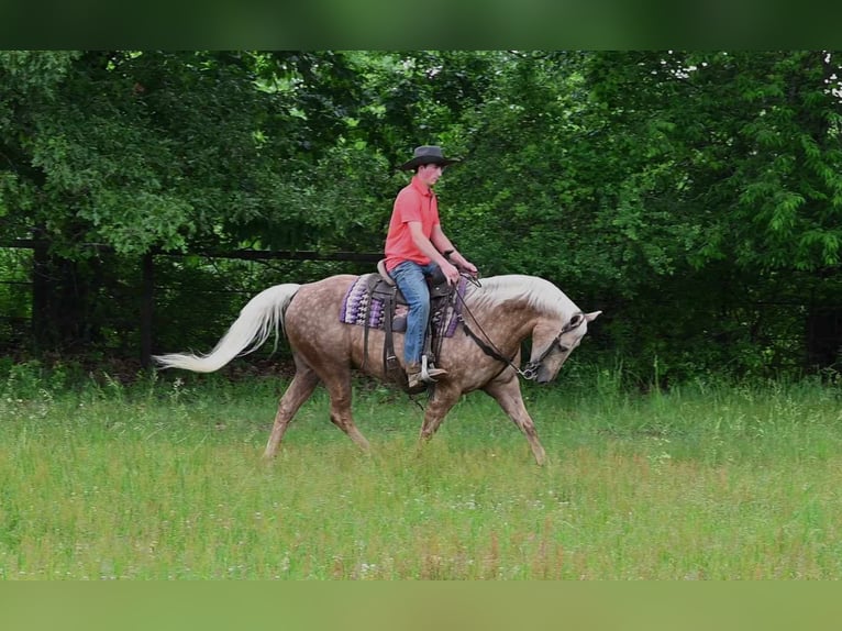 American Quarter Horse Castrone 7 Anni 145 cm Palomino in Sturgis MI