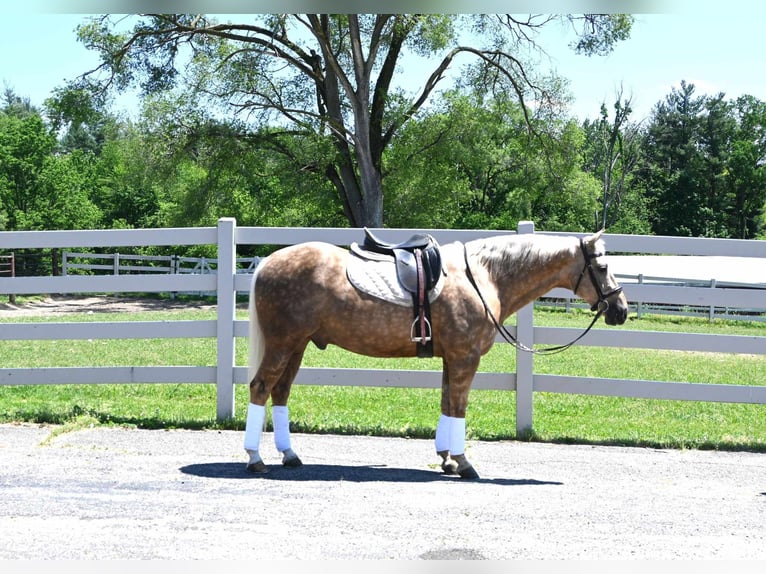 American Quarter Horse Castrone 7 Anni 145 cm Palomino in Sturgis MI