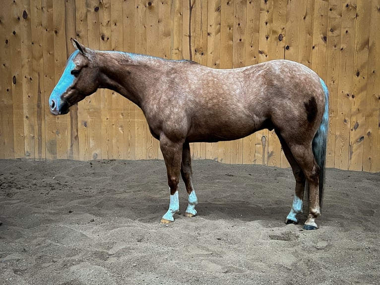 American Quarter Horse Castrone 7 Anni 145 cm Palomino in Sheffield, IA