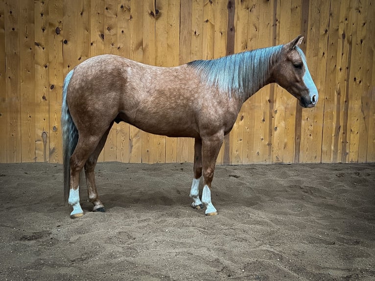 American Quarter Horse Castrone 7 Anni 145 cm Palomino in Sheffield, IA