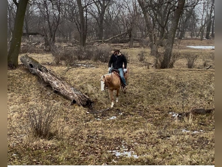 American Quarter Horse Castrone 7 Anni 145 cm Palomino in Sheffield, IA