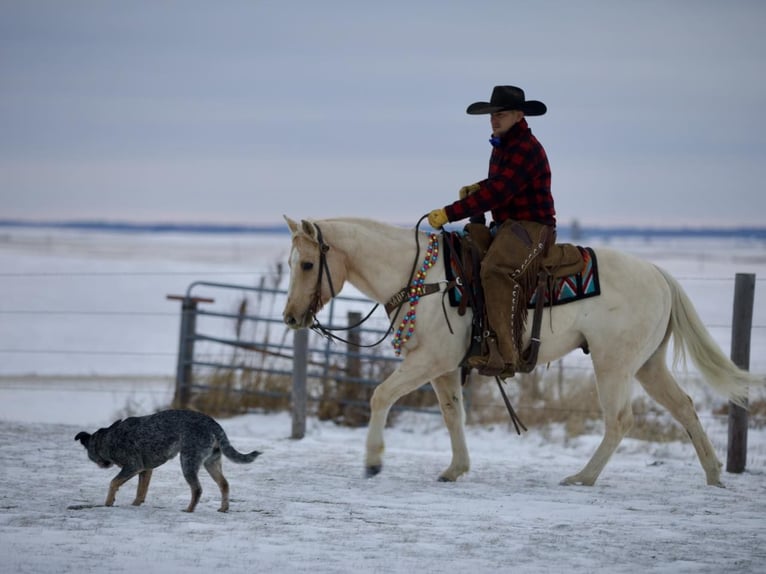 American Quarter Horse Castrone 7 Anni 145 cm Palomino in Bernard, IA