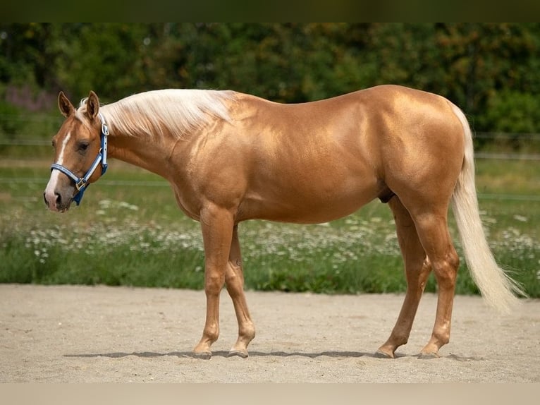 American Quarter Horse Castrone 7 Anni 145 cm Palomino in Rottenburg am Neckar