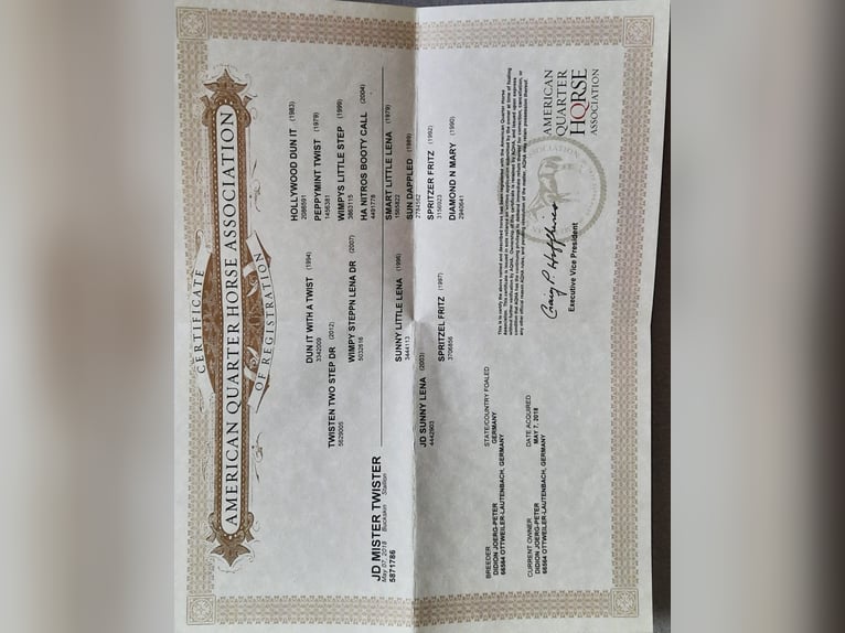 American Quarter Horse Castrone 7 Anni 145 cm Pelle di daino in Mistelbach