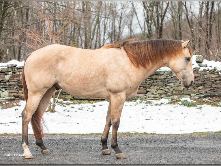 American Quarter Horse Castrone 7 Anni 145 cm Pelle di daino in Everette PA