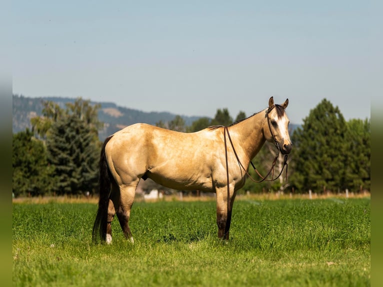 American Quarter Horse Castrone 7 Anni 145 cm Pelle di daino in Wickenburg AZ
