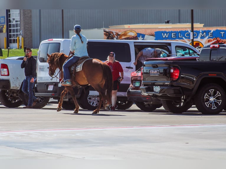 American Quarter Horse Castrone 7 Anni 145 cm Red dun in Amarillo, TX