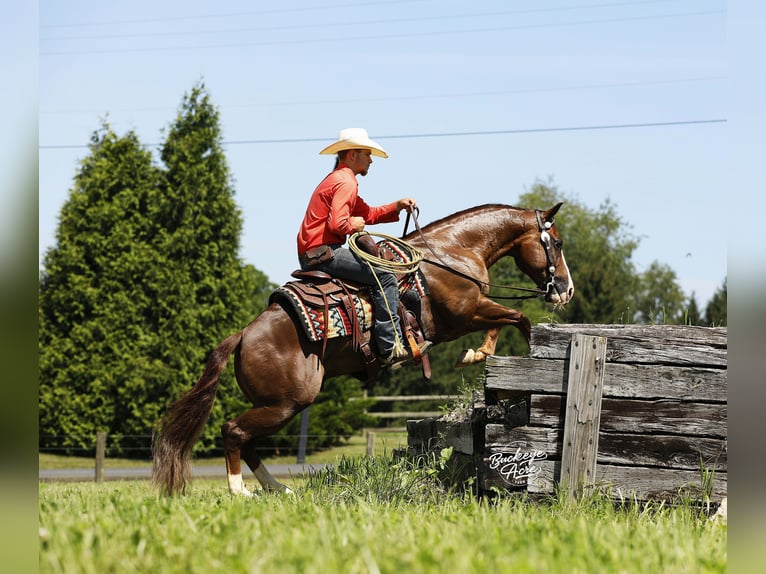 American Quarter Horse Castrone 7 Anni 145 cm Sauro ciliegia in Millersburg