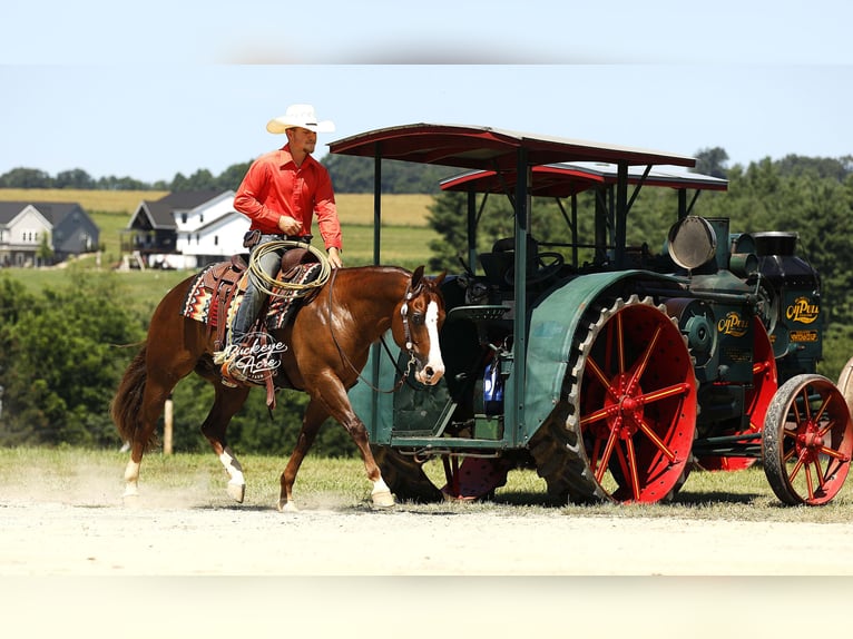 American Quarter Horse Castrone 7 Anni 145 cm Sauro ciliegia in Millersburg